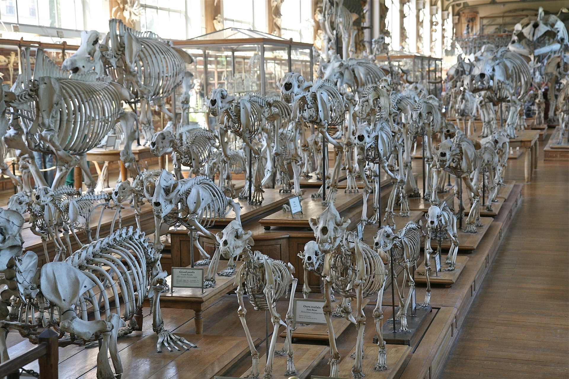 Microsoft and the Darwin Museum launched the AR quest